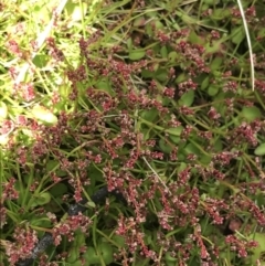 Gonocarpus micranthus subsp. micranthus at Tennent, ACT - 15 Dec 2022