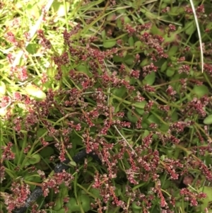 Gonocarpus micranthus subsp. micranthus at Tennent, ACT - 15 Dec 2022