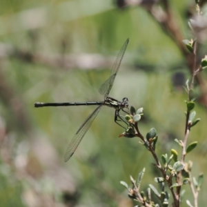 Griseargiolestes intermedius at Paddys River, ACT - 3 Jan 2023 12:42 PM