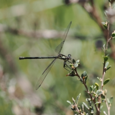 Griseargiolestes intermedius (Alpine Flatwing) at Paddys River, ACT - 3 Jan 2023 by RAllen