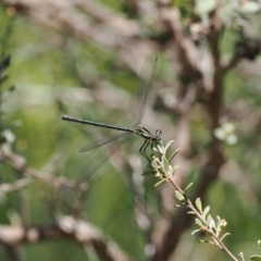 Griseargiolestes intermedius at Paddys River, ACT - 3 Jan 2023 12:42 PM