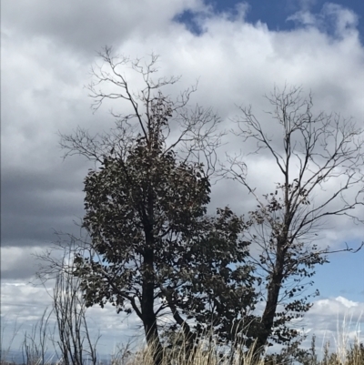 Eucalyptus cinerea subsp. triplex (Blue Gum Hill Argyle Apple) at Tennent, ACT - 15 Dec 2022 by Tapirlord