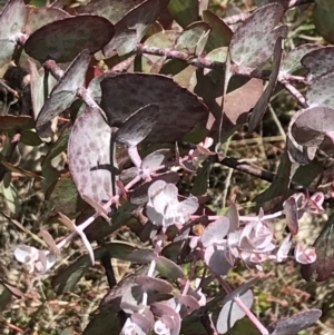 Eucalyptus cinerea subsp. triplex at Tennent, ACT - 15 Dec 2022