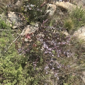 Eucalyptus cinerea subsp. triplex at Tennent, ACT - 15 Dec 2022