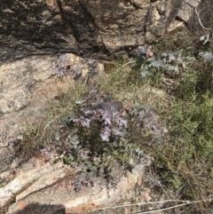 Eucalyptus cinerea subsp. triplex at Tennent, ACT - 15 Dec 2022 02:36 PM