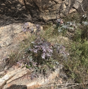 Eucalyptus cinerea subsp. triplex at Tennent, ACT - 15 Dec 2022