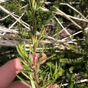 Logania granitica at Tennent, ACT - 15 Dec 2022 02:34 PM