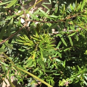 Logania granitica at Tennent, ACT - 15 Dec 2022 02:34 PM