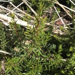 Logania granitica at Tennent, ACT - 15 Dec 2022