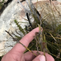 Lepidosperma curtisiae (Little Sword-sedge) at Tennent, ACT - 15 Dec 2022 by Tapirlord