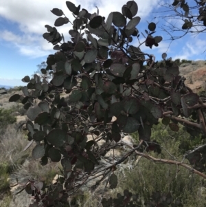 Eucalyptus cinerea subsp. triplex at Tharwa, ACT - 15 Dec 2022