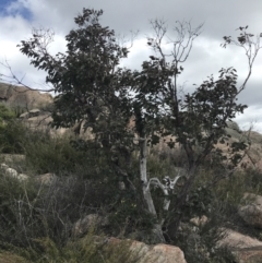 Eucalyptus cinerea subsp. triplex at Tharwa, ACT - 15 Dec 2022