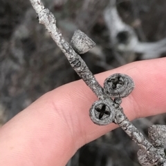 Eucalyptus cinerea subsp. triplex at Namadgi National Park - 15 Dec 2022