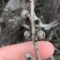 Eucalyptus cinerea subsp. triplex at Tharwa, ACT - 15 Dec 2022