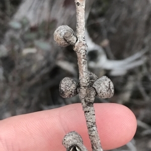 Eucalyptus cinerea subsp. triplex at Namadgi National Park - 15 Dec 2022