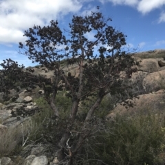 Eucalyptus cinerea subsp. triplex at Tharwa, ACT - 15 Dec 2022