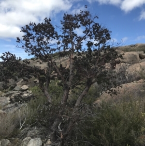 Eucalyptus cinerea subsp. triplex at Tharwa, ACT - 15 Dec 2022