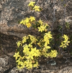 Asterolasia trymalioides (Alpine Star Bush) at Tennent, ACT - 15 Dec 2022 by Tapirlord