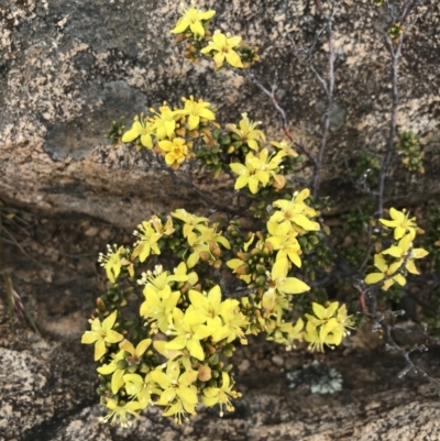 Asterolasia trymalioides (Alpine Star Bush) at Tennent, ACT - 15 Dec 2022 by Tapirlord