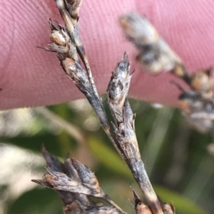 Lepidosperma curtisiae at Tharwa, ACT - 15 Dec 2022