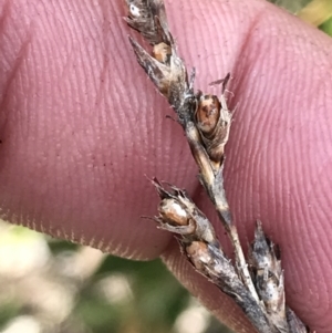 Lepidosperma curtisiae at Tharwa, ACT - 15 Dec 2022