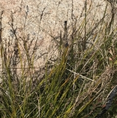 Lepidosperma curtisiae at Tharwa, ACT - 15 Dec 2022