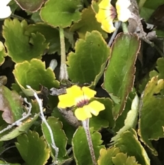 Goodenia hederacea subsp. alpestris at Tennent, ACT - 15 Dec 2022 by Tapirlord