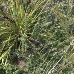 Gahnia subaequiglumis (Bog Saw-sedge) at Tennent, ACT - 15 Dec 2022 by Tapirlord