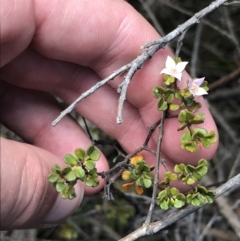 Boronia algida (Alpine Boronia) at Tennent, ACT - 15 Dec 2022 by Tapirlord