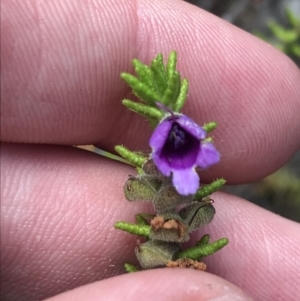 Prostanthera decussata at Tennent, ACT - 15 Dec 2022