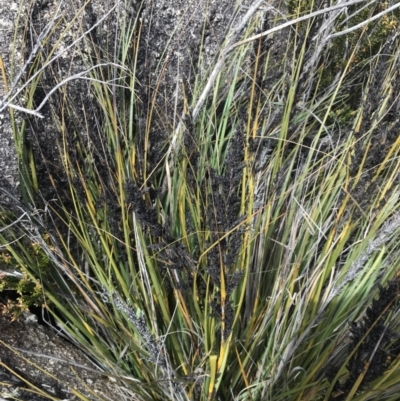 Gahnia subaequiglumis (Bog Saw-sedge) at Tennent, ACT - 15 Dec 2022 by Tapirlord