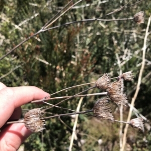 Trachymene composita var. composita at Tharwa, ACT - 15 Dec 2022