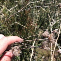 Trachymene composita var. composita at Tharwa, ACT - 15 Dec 2022