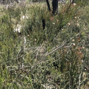 Trachymene composita var. composita at Tharwa, ACT - 15 Dec 2022