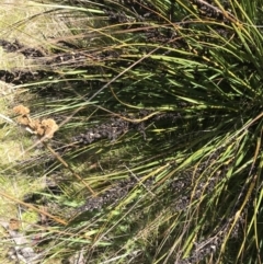 Gahnia subaequiglumis (Bog Saw-sedge) at Tennent, ACT - 15 Dec 2022 by Tapirlord