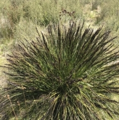 Gahnia subaequiglumis at Tennent, ACT - 15 Dec 2022