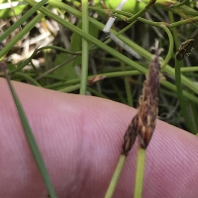 Eleocharis atricha (Tuber Spikerush) at Tharwa, ACT - 15 Dec 2022 by Tapirlord