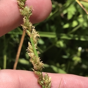 Carex tereticaulis at Tennent, ACT - 15 Dec 2022