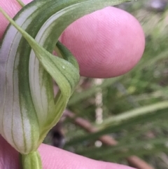 Pterostylis monticola at Tennent, ACT - suppressed