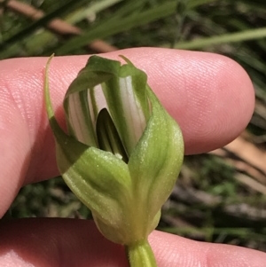 Pterostylis monticola at Tennent, ACT - suppressed