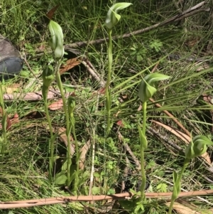 Pterostylis monticola at Tennent, ACT - suppressed