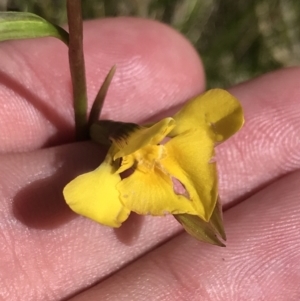 Diuris monticola at Tennent, ACT - 15 Dec 2022