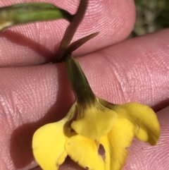 Diuris monticola at Tennent, ACT - suppressed