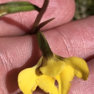 Diuris monticola at Tennent, ACT - 15 Dec 2022