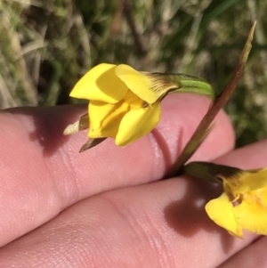 Diuris monticola at Tennent, ACT - 15 Dec 2022