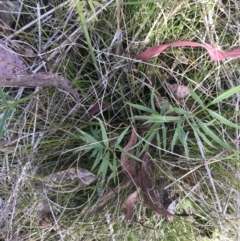 Gingidia harveyana (Slender Gingidia) at Tennent, ACT - 15 Dec 2022 by Tapirlord