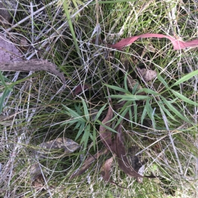 Gingidia harveyana (Slender Gingidia) at Tennent, ACT - 15 Dec 2022 by Tapirlord