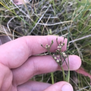 Gingidia harveyana at Tennent, ACT - 15 Dec 2022 10:32 AM