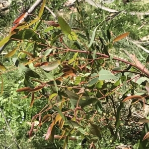 Eucalyptus viminalis at Tennent, ACT - 15 Dec 2022