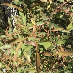 Eucalyptus viminalis at Tennent, ACT - 15 Dec 2022